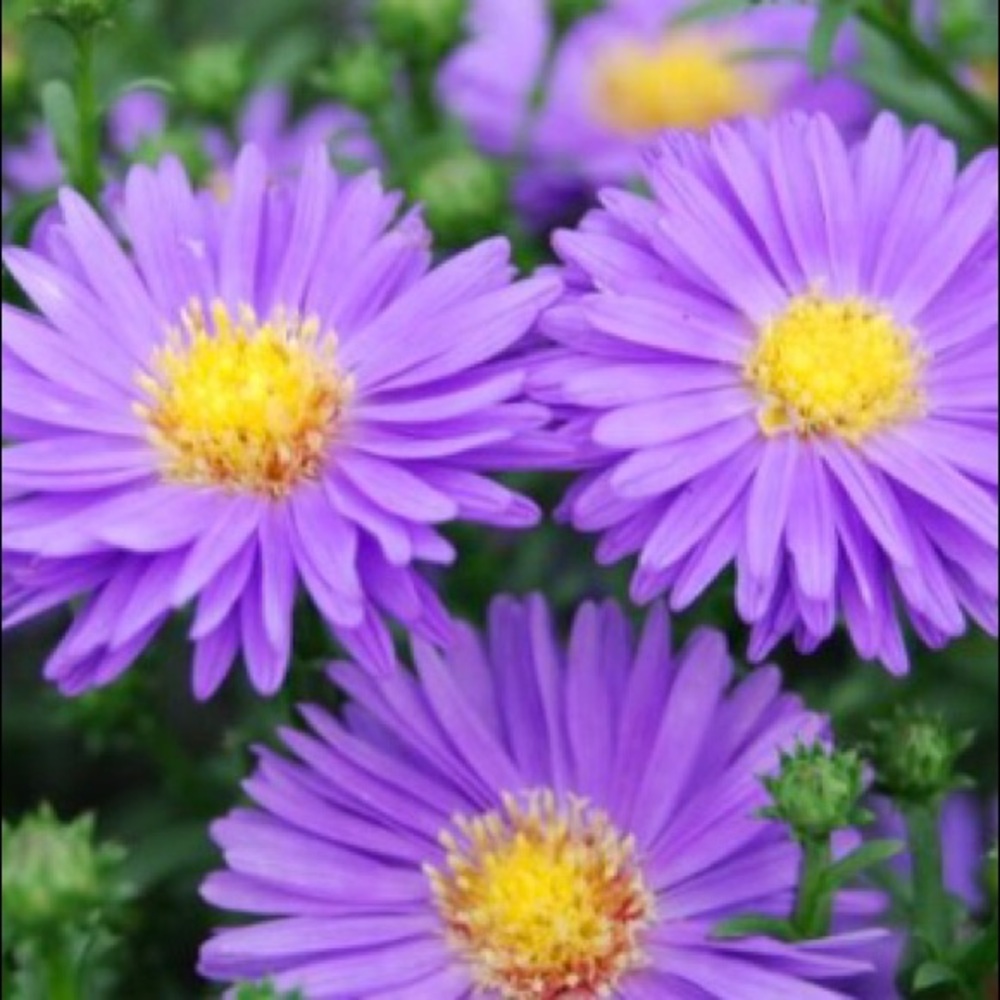 Meet your Posher, Annemarie